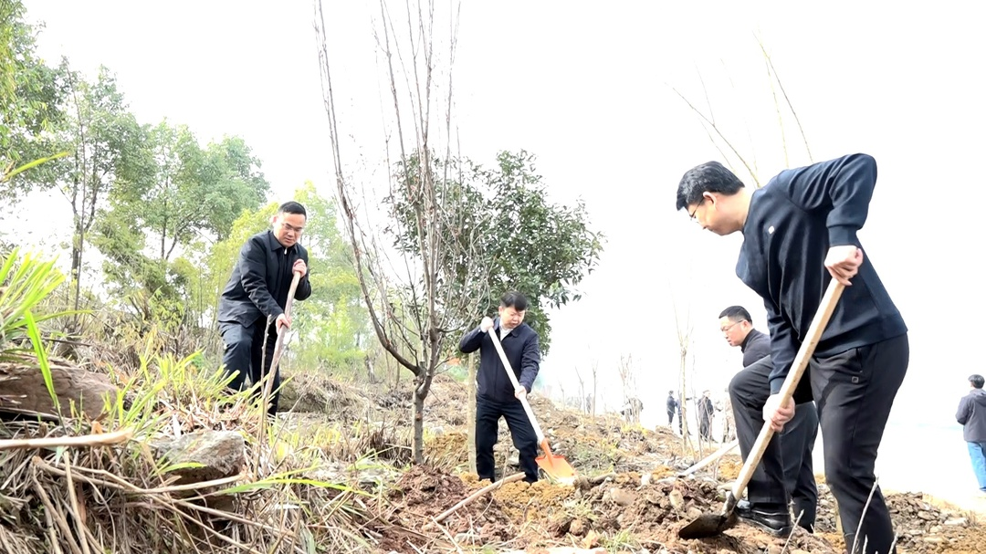 县四大家领导带头开展义务植树活动